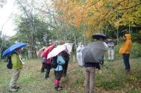 10日：「植物園を楽しむ会」（晩秋の野の花を楽しむ）