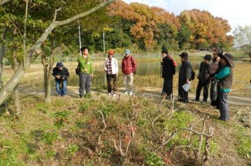 茂りすぎたので、思い切って剪定したキシツツジ。根元にはマンリョウが赤い実をつけていました。