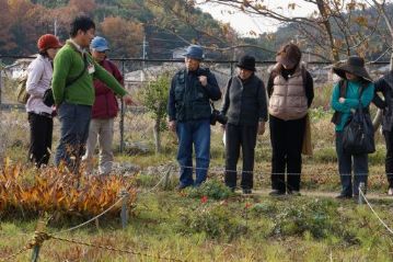 こんな時期ですが、オキナグサはまだ緑の葉をつけていました。早春に咲くキンポウゲ科の植物には珍しく、冬になるまで葉が残るので、生育には一年中、草丈の低い草地環境が必要であることが良くわかります。