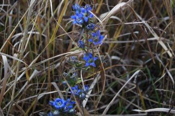 リンドウの花も咲き残っていました。リンドウの花は霜が降り始めるこの時期がもっとも色濃く、美しくなります。