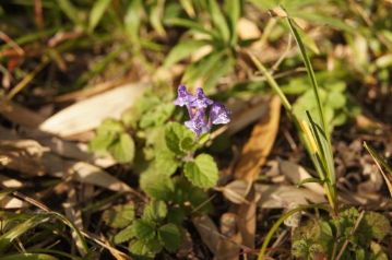 ちょっと季節はずれですが、タツナミソウの花が咲いていました。近くにはフユノハナワラビも。