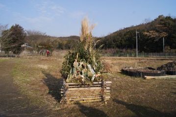 植物園ボランティアの方々と作っておいた、「どんど焼き」のやぐら。使用している植物はモウソウチクとヒメガマ、ススキ、トウネズミモチと、すべて植物園内の植物を使用して作ってあります。