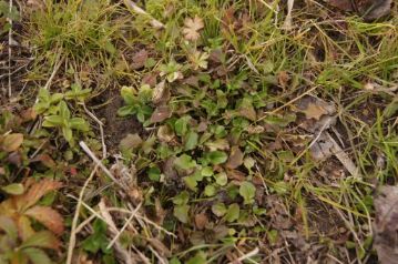 コオニタビラコ（ほとけのざ）がありました。耕作されている水田でないと生育しない植物で、植物園内にはありません。