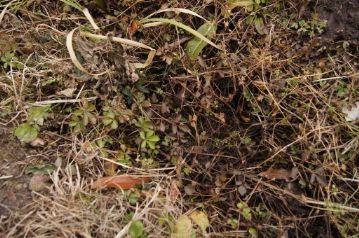 放棄水田からの水路には、セリがありました。植物園近辺でも素掘りの溝には生育しているのですが、コンクリートのU字溝になると生育が難しくなります。