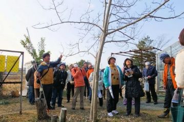 まずは温室前のコブシの木を観察。当然ながら葉は落葉していて枯れ木同然の姿です。