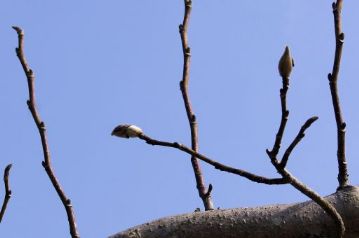 この木は毎年，コブシハバチの幼虫に丸坊主にされるので，花が咲かないのですが，昨年試しにコブシハバチを駆除してみたところ，今年は数は少ないですが花芽が見られました。