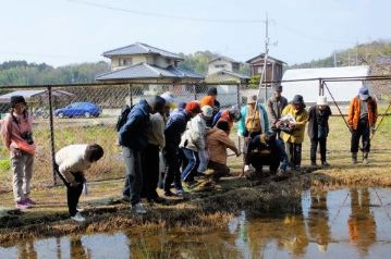 湿地エリアの下の池の側溝を探っています。カスミサンショウウオが隠れていないかと思ったのですが，さすがにまだ早かったようです。