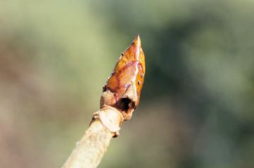 その他，この日に観察された冬芽やその他。まずはねばねばの粘液で覆われているトチノキの冬芽。