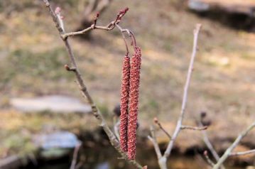この日，花が咲いていた唯一の樹木，ハンノキ。ぶら下がっている紐のようなものが雄花，雄花の房の上の短い枝の先についている赤い小さなものが雌花です。
