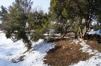 9日：積雪のため折れたトウネズミモチの木