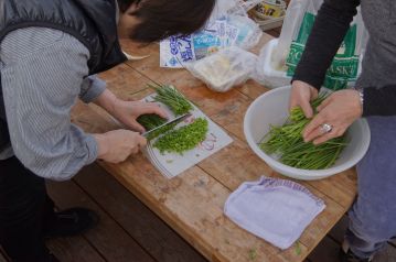 園内でちょうど芽生えてきていたアサツキの葉を刻んでいます。これで「春の芽生え」10種類目。