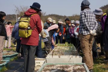 産地別に栽培しているアサツキ。同じ植物でも，産地によって少しずつ性質が違うことが良く分かります。