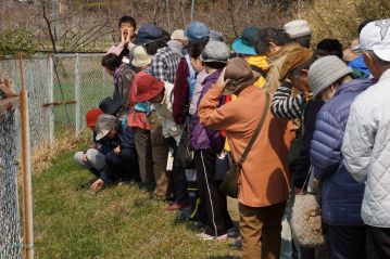 道端のオオイヌノフグリの解説。人数が多いので大声で解説しています。