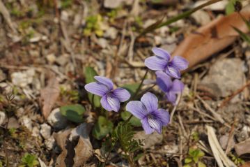 こちらはヒサカキと同属ですが，既に晩秋に開花して終わったハマヒサカキ。小さな果実が付いていました。