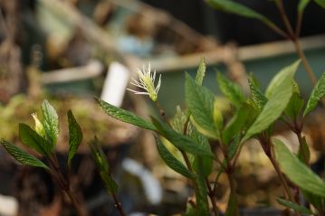 温室内の植物その1、咲きはじめのキビヒトリシズカ。