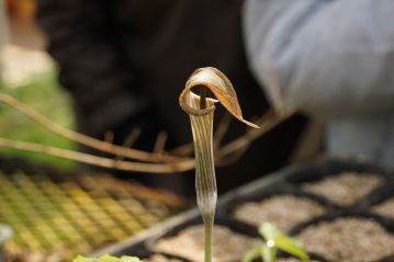 温室内の植物その2、タカハシテンナンショウ。