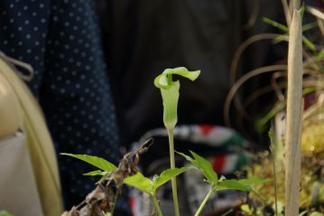 温室内の植物その3、モエギタカハシテンナンショウ。タカハシテンナンショウの青花品種です。