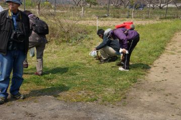 ノビルもたくさん生えていますので，希望者にはノビルも掘ってもらいました。