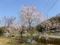28日：温室エリアのエドヒガン開花