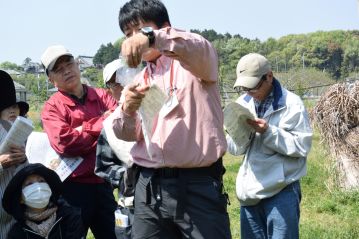 タンポポも実は結構種類があるので、一つの特徴だけでは見分けができません。種子の色の特徴を解説中。