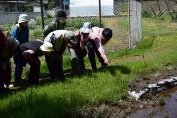 湿地エリアの下池の岸付近では、キビノミノボロスゲが咲いていました。言われなければ気付かないかも？