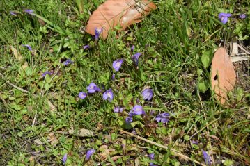 足元にはムラサキサギゴケが花のカーペットを作っていました。