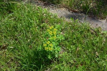 盛りは過ぎていますが、岡山県ＲＤＢで絶滅危惧Ⅰ類、ノウルシの花が残っていました。