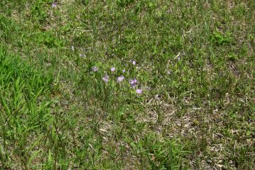 木道からみたサクラソウ。昨年は結構花が多かったのですが、今年は少し少なめです。