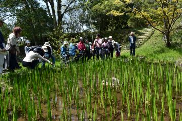 湿地の奥にあるショウブ池。ショウブの株元を良く見てみると…？