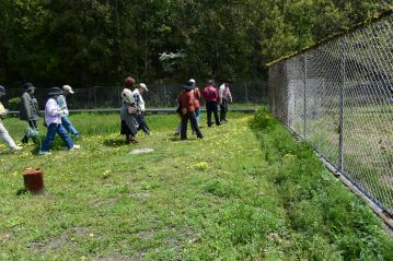 カンサイタンポポの花園になっている観察路を通って、温室エリアに帰ります。「踏みたくないけど踏まないと歩けない！」と悲鳴？が。