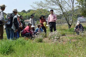 温室エリアに帰って、最後はオキナグサの解説。飛んだ種子が芽生えられるように、株の周辺は草取りをしてあります。