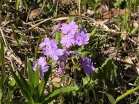 14日：サクラソウ開花（湿地エリア）