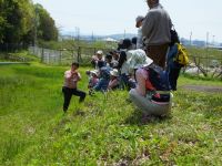 19日：定例観察会「植物園を楽しむ会」「タンポポとサクラソウを楽しむ」サクラソウの解説