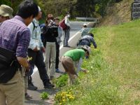 26日：「真庭のタンポポ観察会」（真庭市上水田）の様子