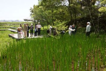 市民の方々に，端午の節句に「菖蒲湯」を楽しんで頂くため，植物園湿地エリアの「本物」のショウブをプレゼントしようという企画です。参加者の方には，湿地の木道を通り，ショウブ池まで来ていただきました。