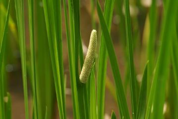 ショウブの花穂。アヤメ科ではないのできれいな花は咲きませんが，かわりに葉の切り口を嗅ぐと清涼感のある良いにおいがします。