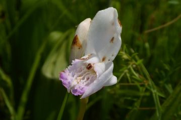 遅霜にやられて花付きが少し悪かったのですが、シランの白花品が咲いていました。口紅を塗ったように紅色が残っていますので、「クチベニシラン」と言います。