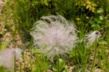 綿毛になったオキナグサ。お爺さんの白髪頭に似ているので、「翁草」です。風で綿毛が飛んで種子が散布されます。