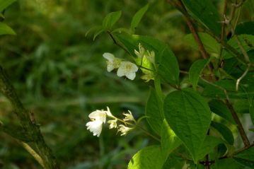 「卯の花（ウツギ）」の仲間、バイカウツギの花が咲いていました。花が梅の花に似ているので「梅花うつぎ」です。