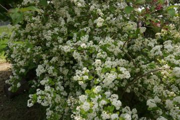 全体に小さな花が満開になっていた、アジサイ科のマルバウツギ。これは四国産ですが、2011年に岡山県内で初確認された、比較的新しい岡山県産植物です。