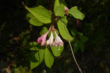 もう一種類はスイカズラ科のニシキウツギ。開花してから日にちがたつと、花色が白色から紅色に変化するので、「二色うつぎ」です。