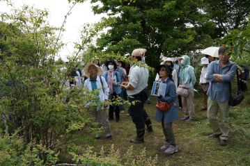 近くには別の「うつぎ」の仲間もありましたが…？