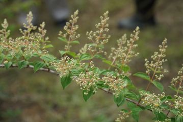 岡山県では1か所にしか自生が知られていない、マルバコウツギ。これはまだ蕾でした。6月の「楽しむ会」では花が見られると思います。