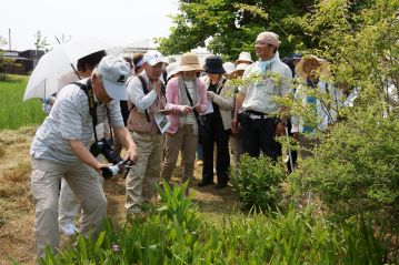 マルバコウツギの近くにも、珍しい植物が花を咲かせていました。