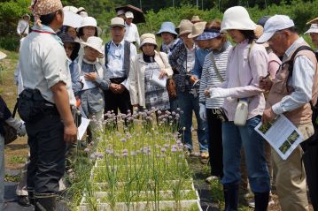 温室の西側では、アサツキの花が満開になっていました。手前にはノビルも植えてありますが、こちらは花ではなく、花芽が“むかご”になっていました。