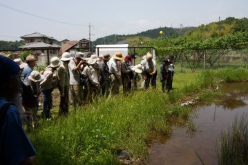 湿地エリアに移動して、ちょうど果実ができていたキビノミノボロスゲと、花が咲いていたイ（いぐさ）の観察。