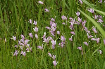 トキソウはちょうど花盛り。今年は比較的当たり年だったのか、園長の管理が良かったのか、概算5、000花ぐらいが湿地のあちこちに咲いていました。