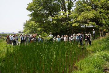 湿地奥のショウブ池でショウブの解説。5月4日にはショウブのプレゼントをしましたが、この日も希望者には採取してお土産にしていただきました。