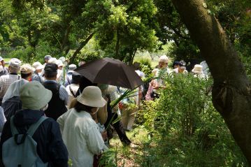 観察路の途中には、「卯の花（ウツギ）」の木がありました。白い花が咲いているはずだったのですが…？