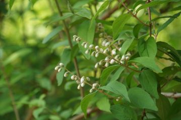 ちょっと残念なことに、園長の花期の読みが少しずれてしまい、まだほとんどが蕾でした。